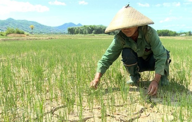 A farmer in Thanh Hoa province in her dried rice field. (Photo: vov.vn)