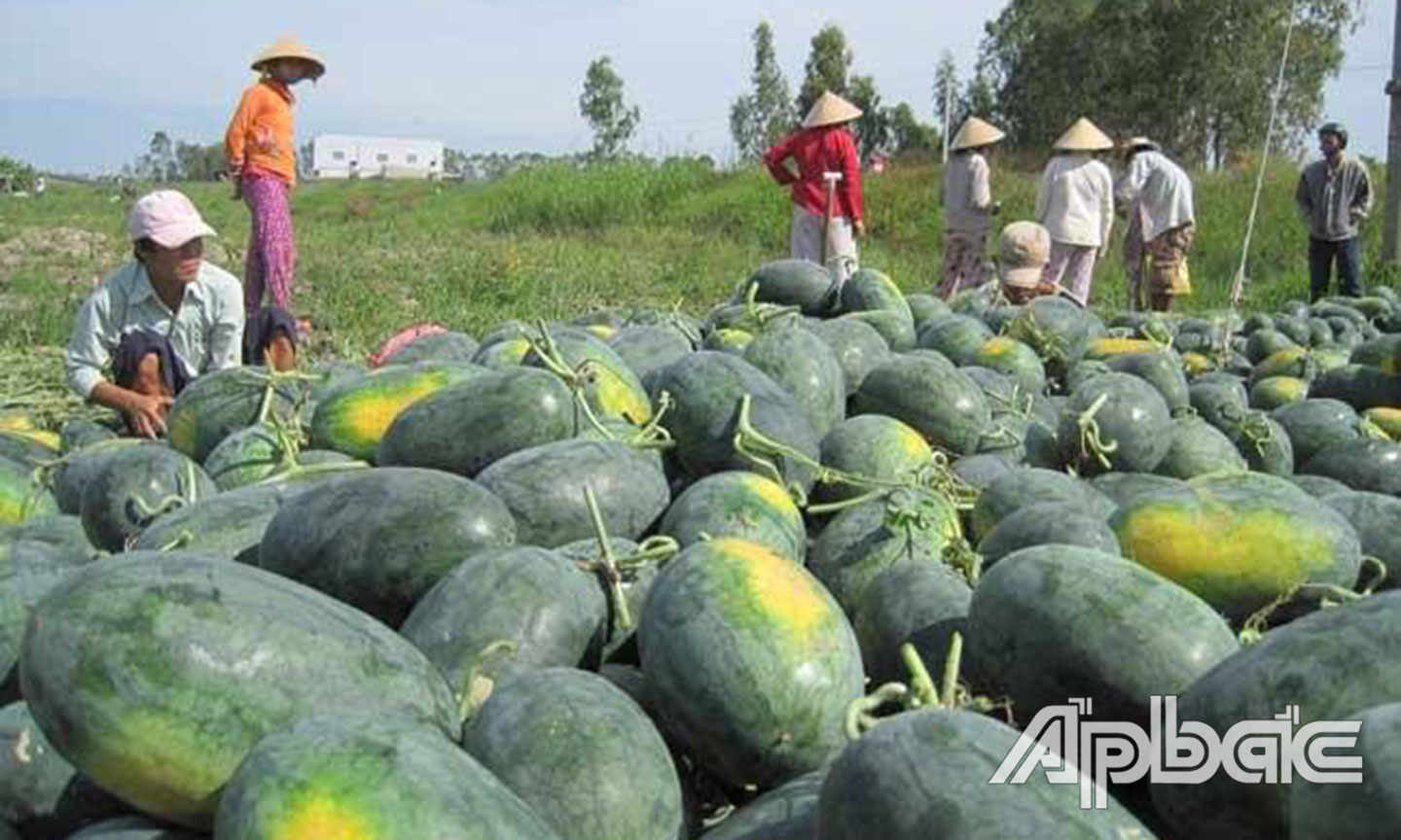 Trồng dưa hấu trên đất giồng ở Gò Công.