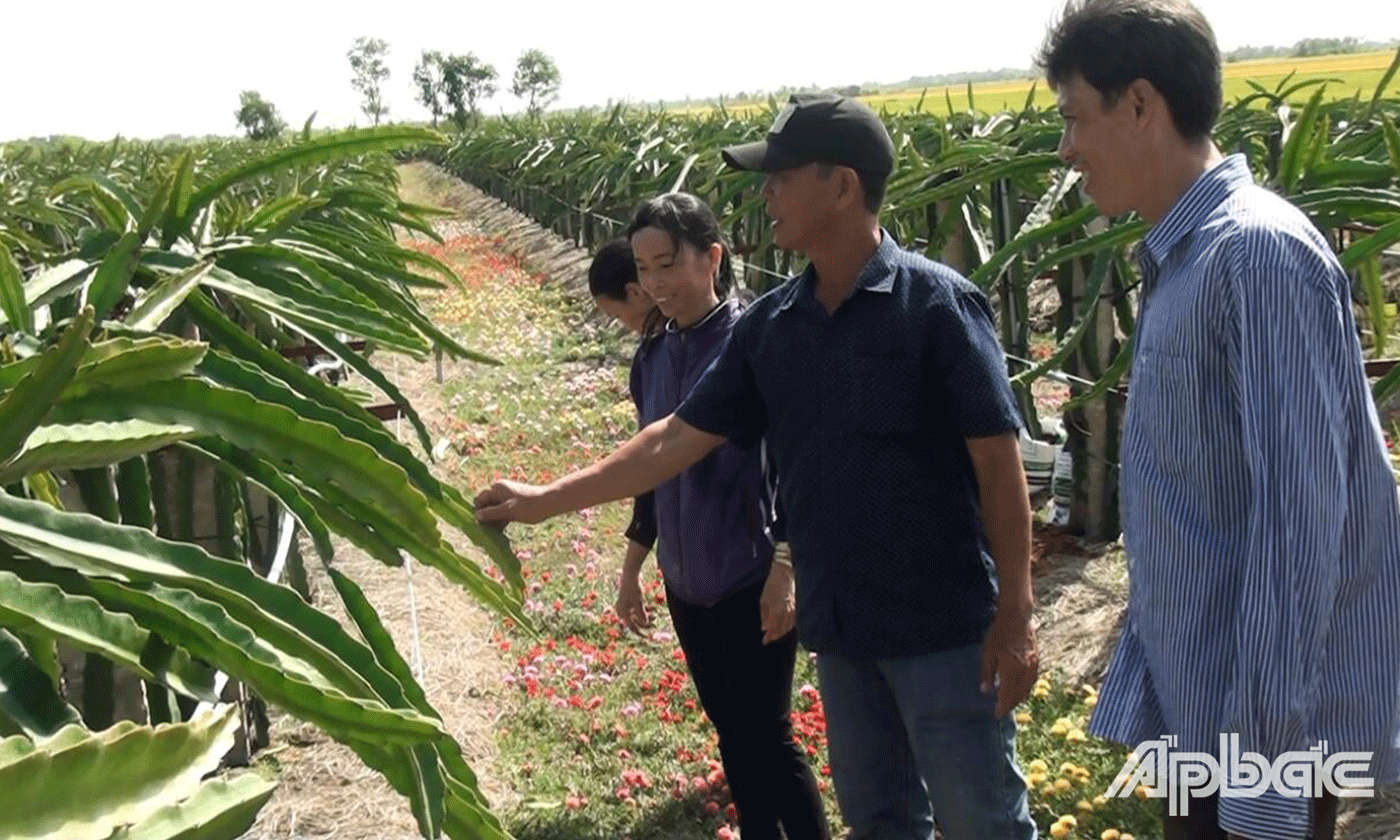 Nông dân trên địa bàn huyện Gò Công Đông, tỉnh Tiền Giang trao đổi về cách chăm sóc thanh long