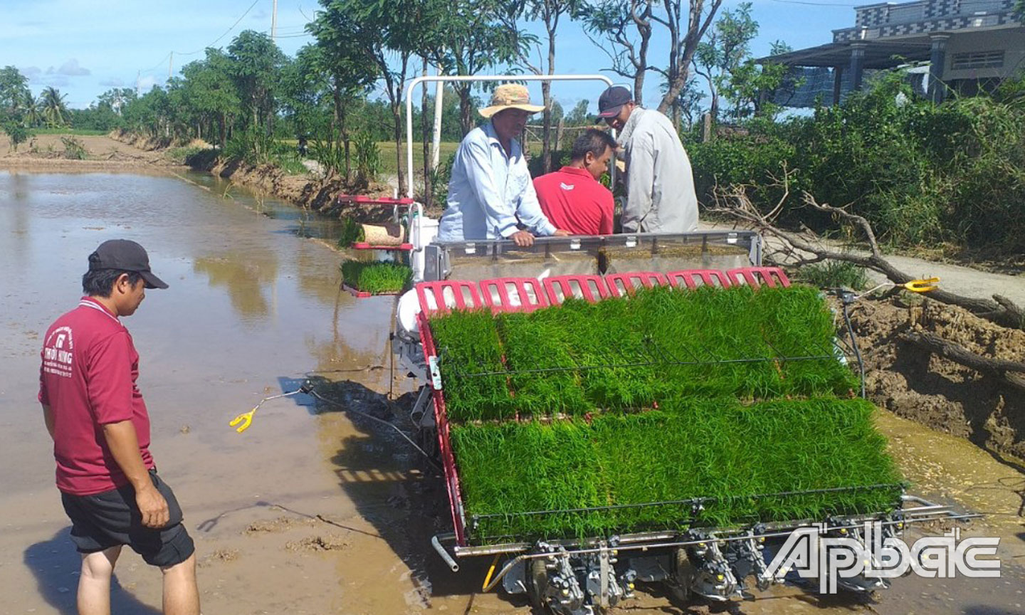 Mô hình sản xuất lúa sạch của HTX Dịch vụ nông nghiệp Tăng Hòa. 