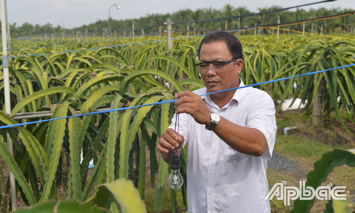 Chú Lê Văn Thủy kiểm tra dây và bóng đèn dùng để xông thanh long. 