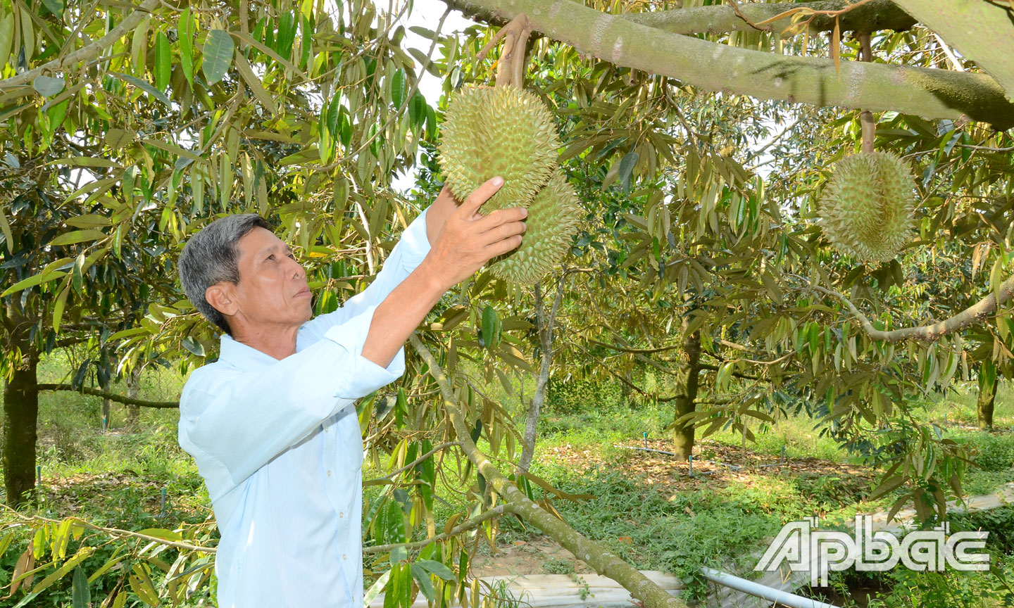 Với sự hỗ trợ của Sở KH&CN, năm 2019, trái sầu riêng Cai Lậy được công nhận nhãn hiệu tập thể “Sầu riêng Cai Lậy”.