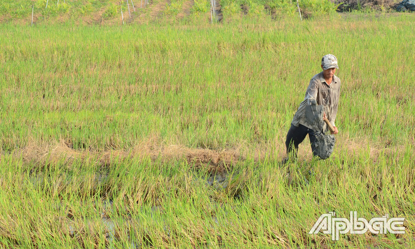 Anh Phan Văn Huệ (ấp 2, xã Tân Tây, huyện Gò Công Đông) chuẩn bị giống vụ lúa đông xuân. 