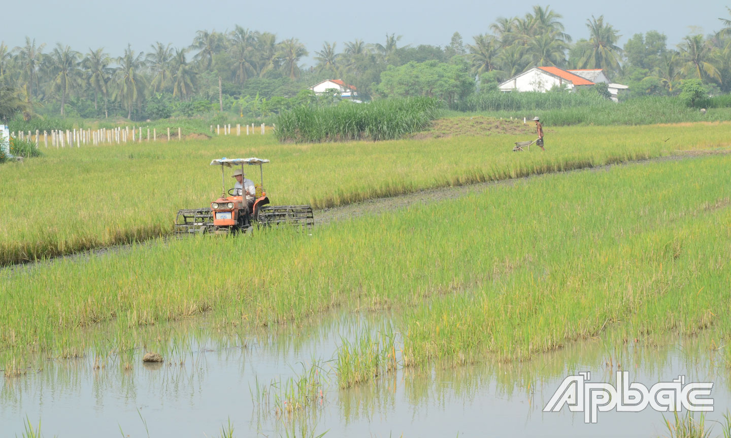 Nhiều nông dân gieo sạ trễ trong vụ lúa đông xuân năm nay.