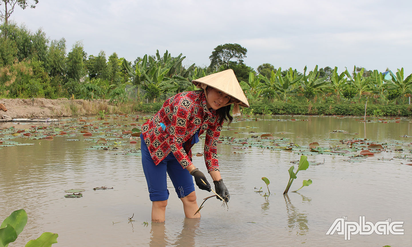 Chị Lẹ thu hoạch ngó sen. 