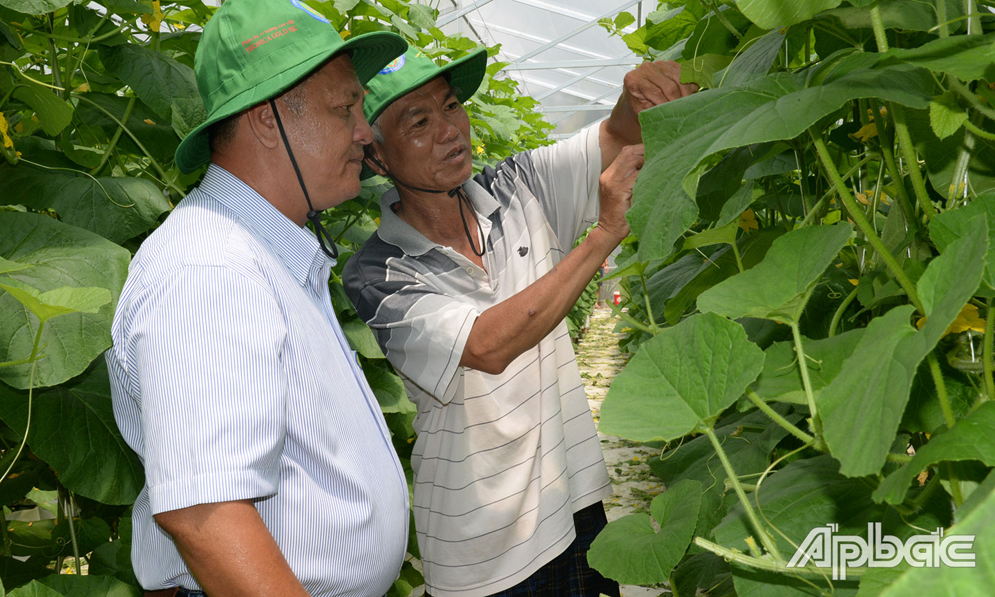 Ông Nguyễn Văn Ba (bên phải) chăm sóc vườn dưa lưới.