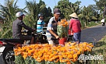 Làng hoa Mỹ Phong thu hoạch hoa tết