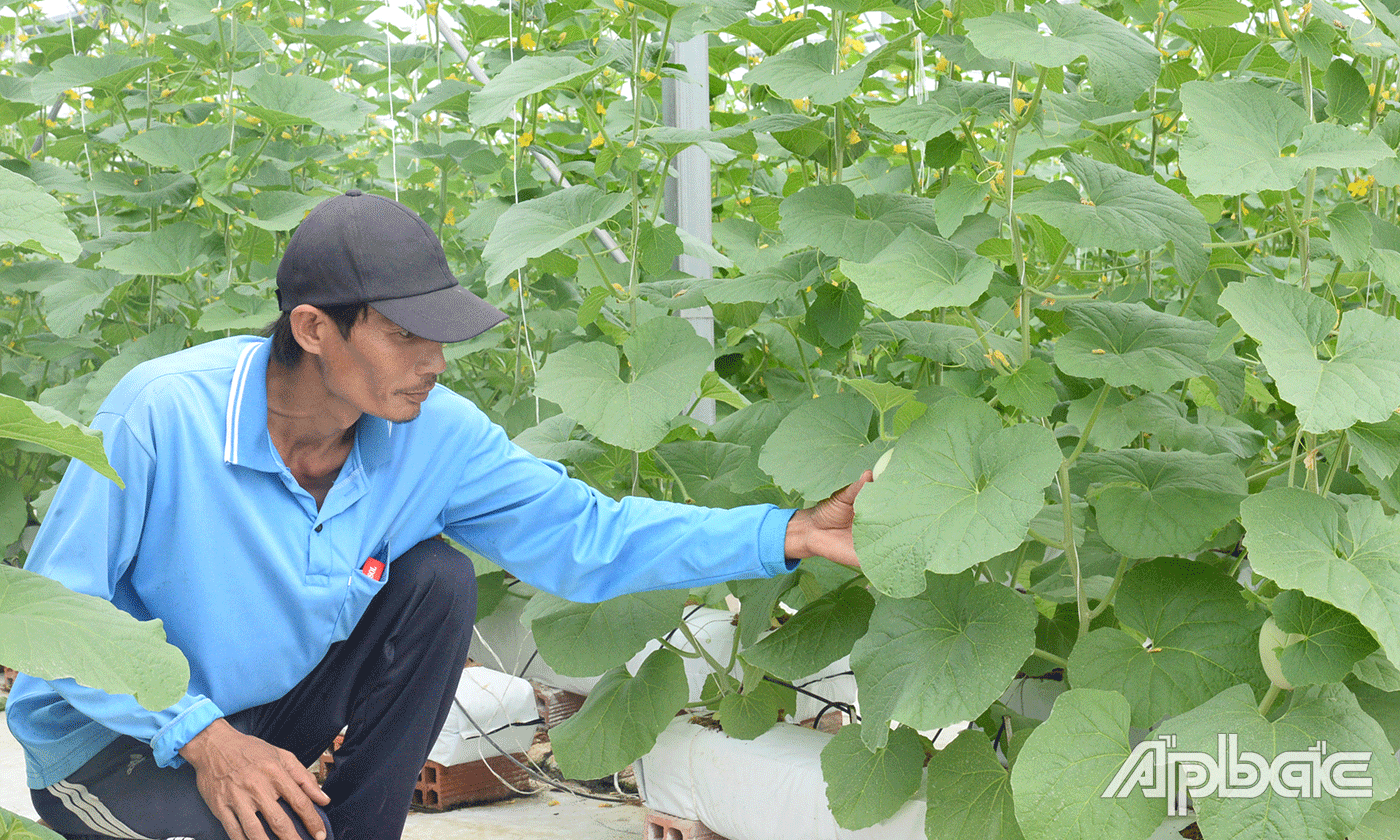 Anh Thanh trồng gối đầu dưa lưới, vười dưa này sẽ phục vụ vào rằm tháng giêng.