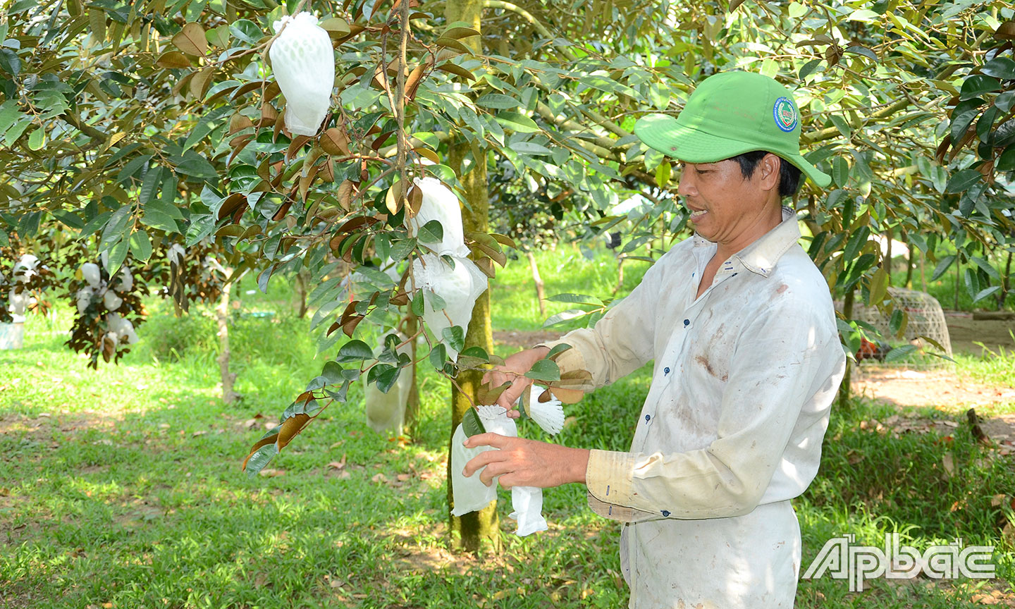 Ông Nguyễn Văn Hiền (ấp Lợi Trinh) thuộc Tổ Sản xuất vú sữa VietGAP, chăm sóc vườn vú vữa bơ hồng của gia đình. 