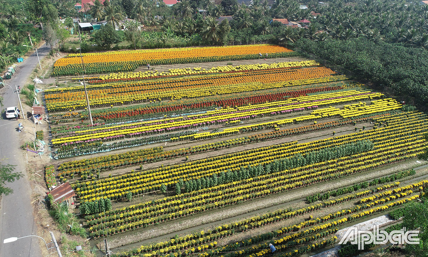 Một góc Làng hoa Mỹ Phong.