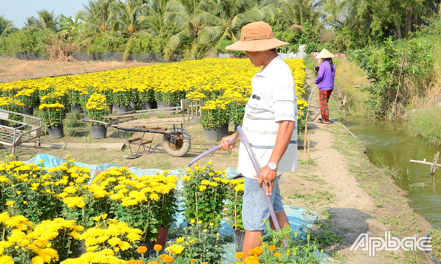 Hoa còn tại ruộng rất nhiều. 