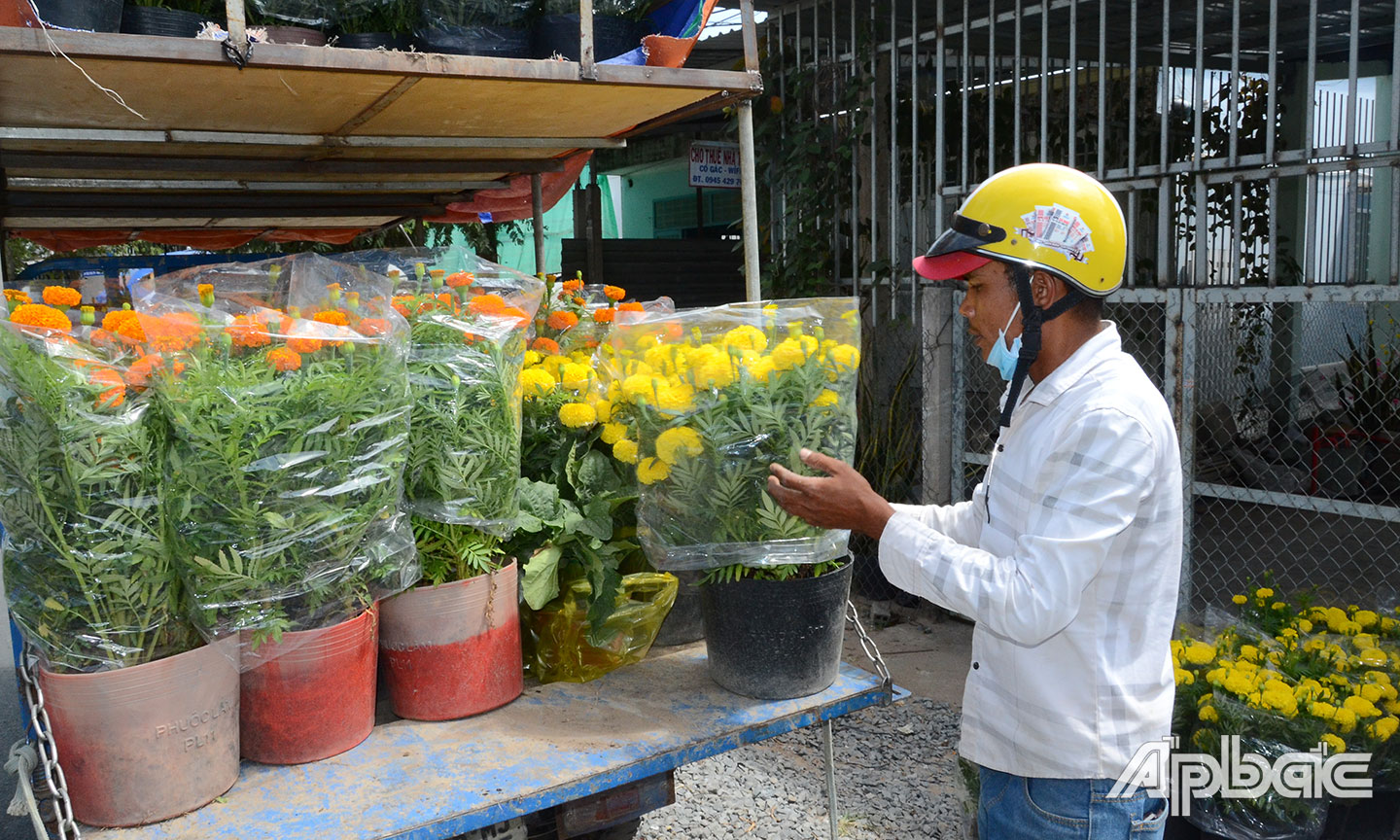 Vận chuyển hoa tết để bán cho thương lái.