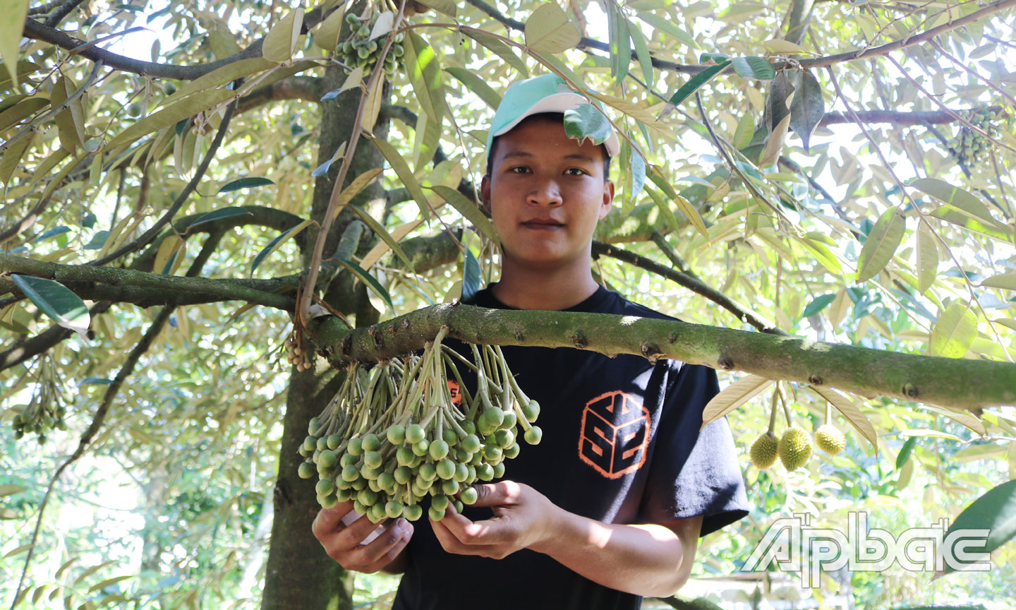 Anh Võ Tuấn Kiệt tranh thủ thời gian  chăm sóc vườn sầu riêng phụ giúp cha mẹ.