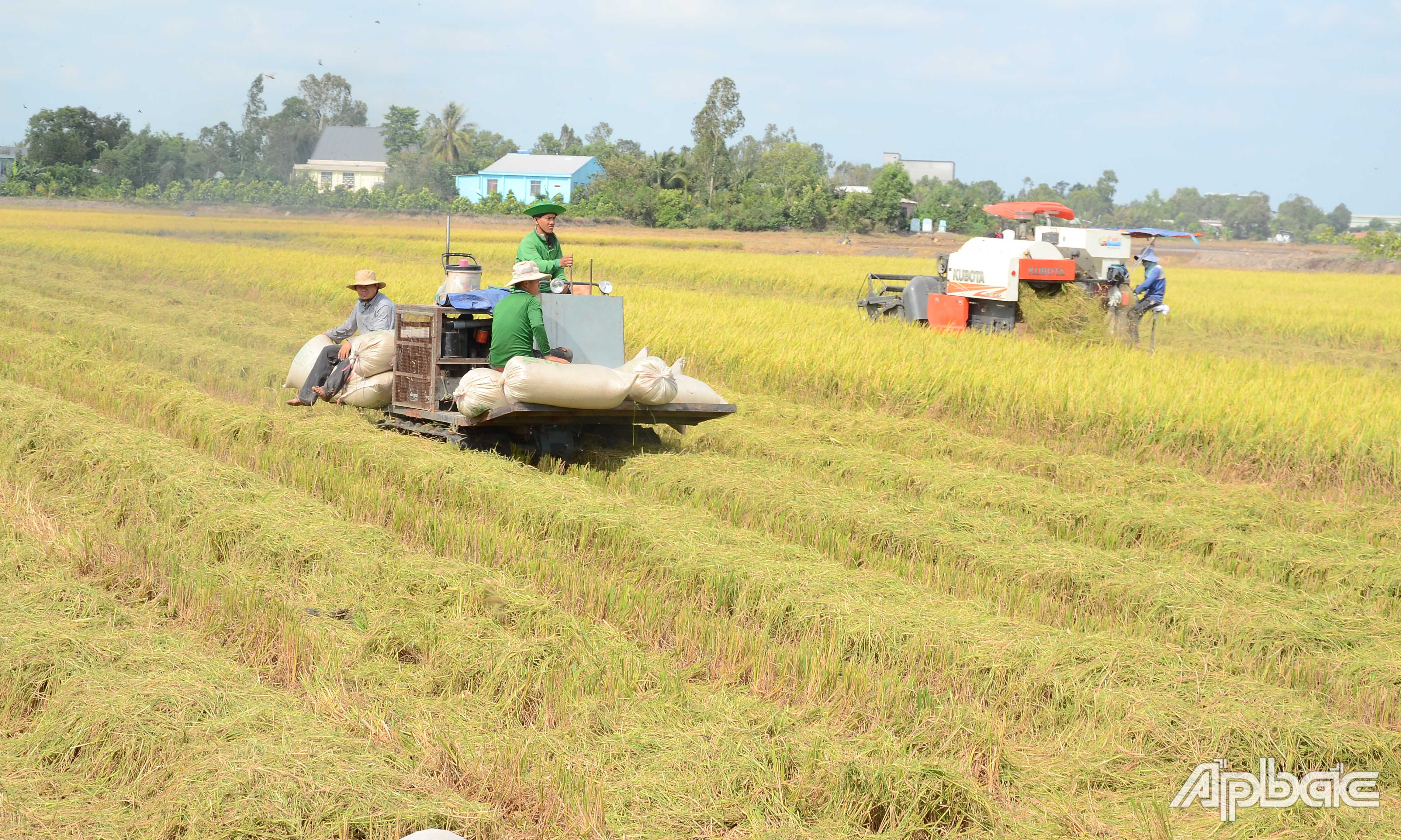 Thu hoạch lúa đông xuân tại xã Phú Cường, huyện Cai Lậy.