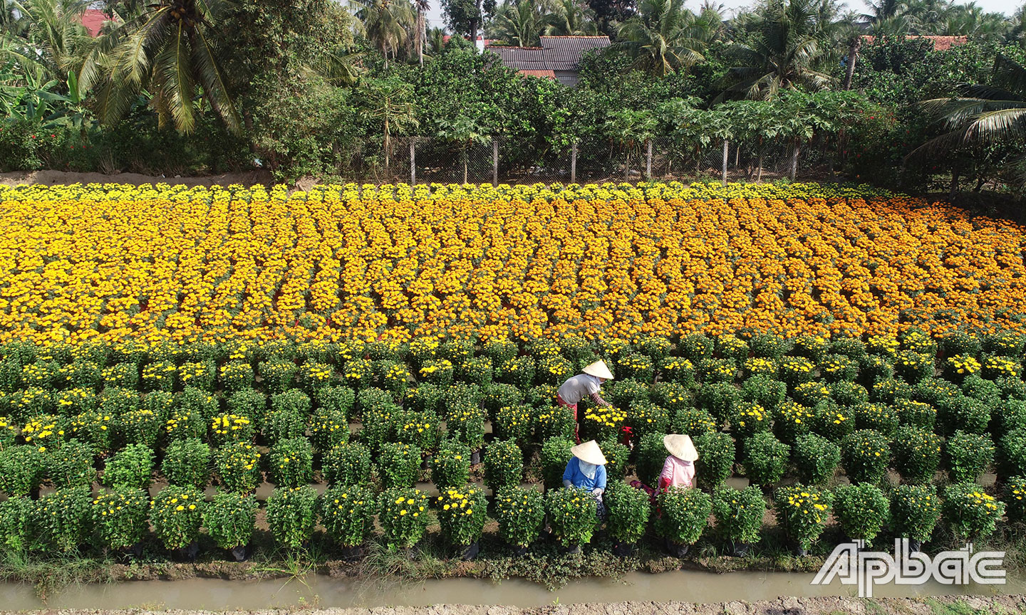 Mỹ Phong (TP. Mỹ Tho) phấn đấu ra mắt xã NTM nâng cao trong năm 2021 (Ảnh: Làng hoa xã Mỹ Phong). Ảnh: MINH THÀNH