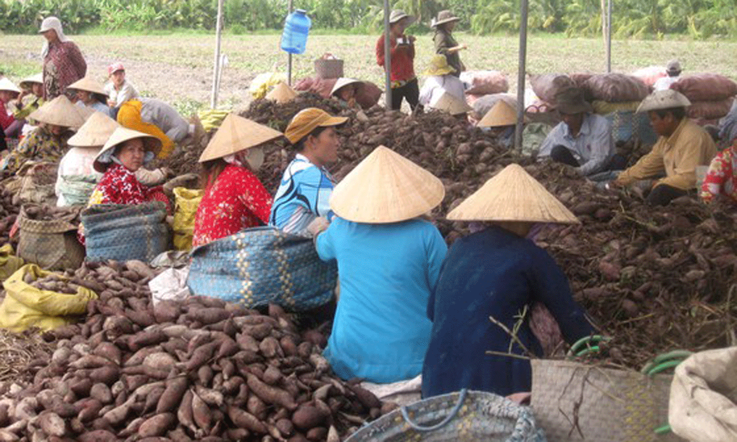 Giá khoai lang ở Đồng Tháp giảm mạnh