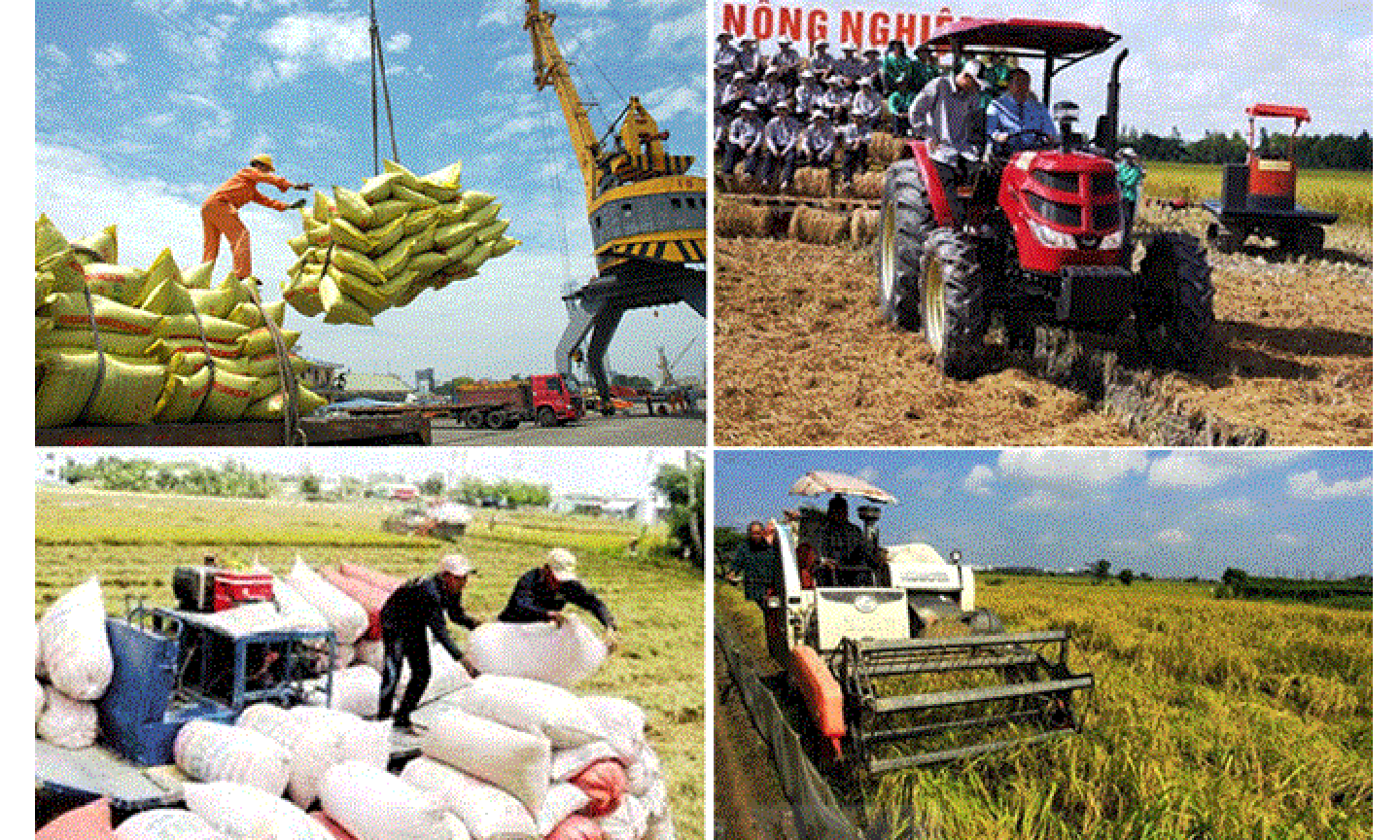 Gạo Việt Nam được xuất khẩu đi nhiều nước trên thế giới (Ảnh: HNV)
