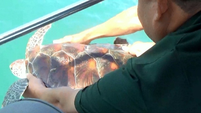  The olive ridley sea turtle was released to Khanh Hoa sea. (Photo: ENV).