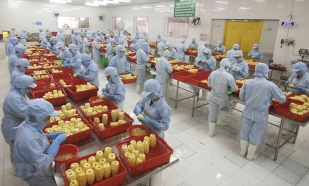 Processing pineapples at a plant in An Giang (Photo: VNA).