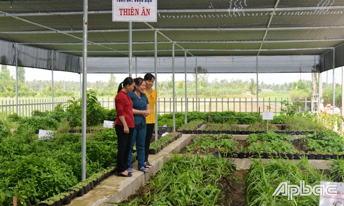 Chị Luôn trồng vườn dược liệu đưa vào sản xuất để giảm giá thành sản phẩm.