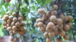 First co-operative in Hung Yen to ship longan to Europe