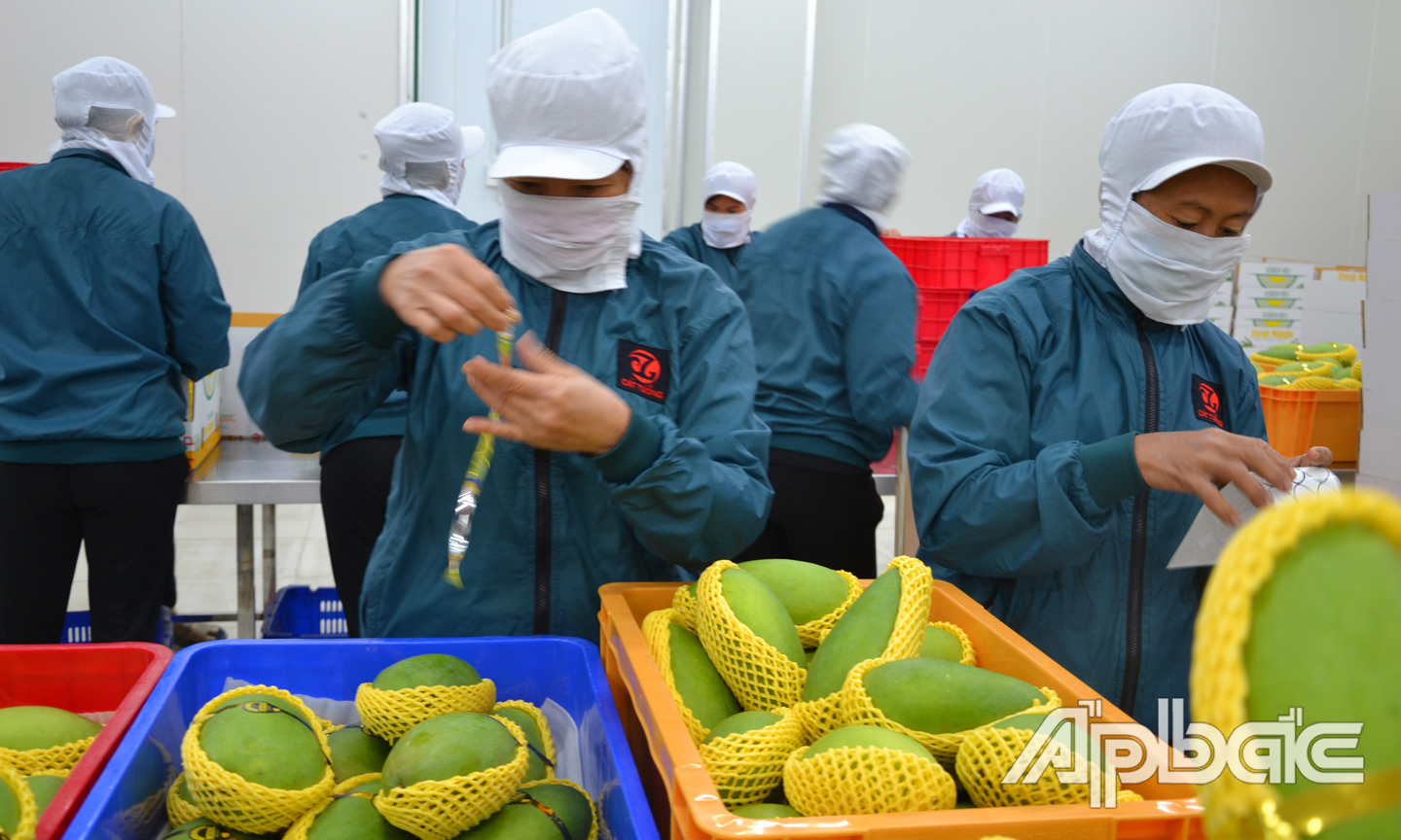 Tiêu thụ nông sản thời gian qua gặp không ít khó khăn.