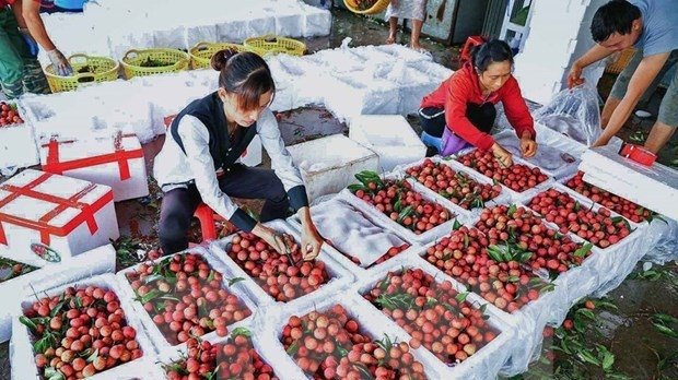  Packaging lychee at a purchasing centre in Luc Ngan district, Bac Giang province. (Photo: VNA).