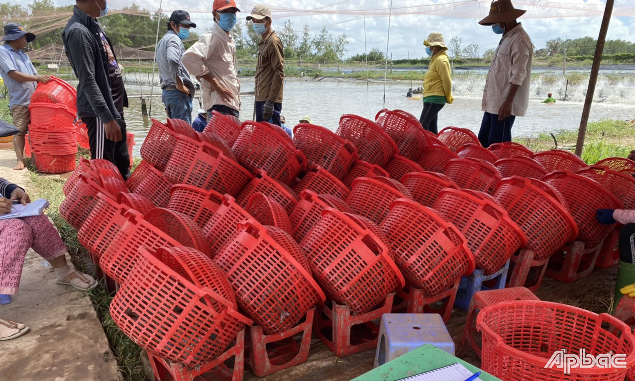 Những ngày qua, giá tôm nguyên liệu liên tục giảm.