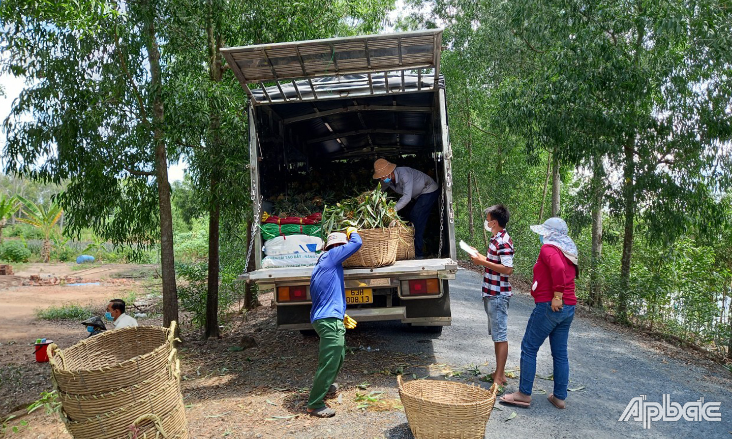 Nhu cầu tiêu thụ khóm đang tăng cao.