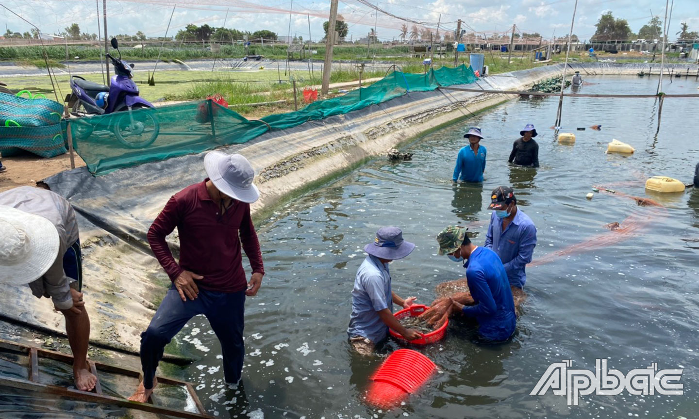 Thu hoạch tôm thẻ chân trắng công nghệ cao tại trang trại của Công ty TNHH Nuôi trồng thủy sản Tuấn Hiền.