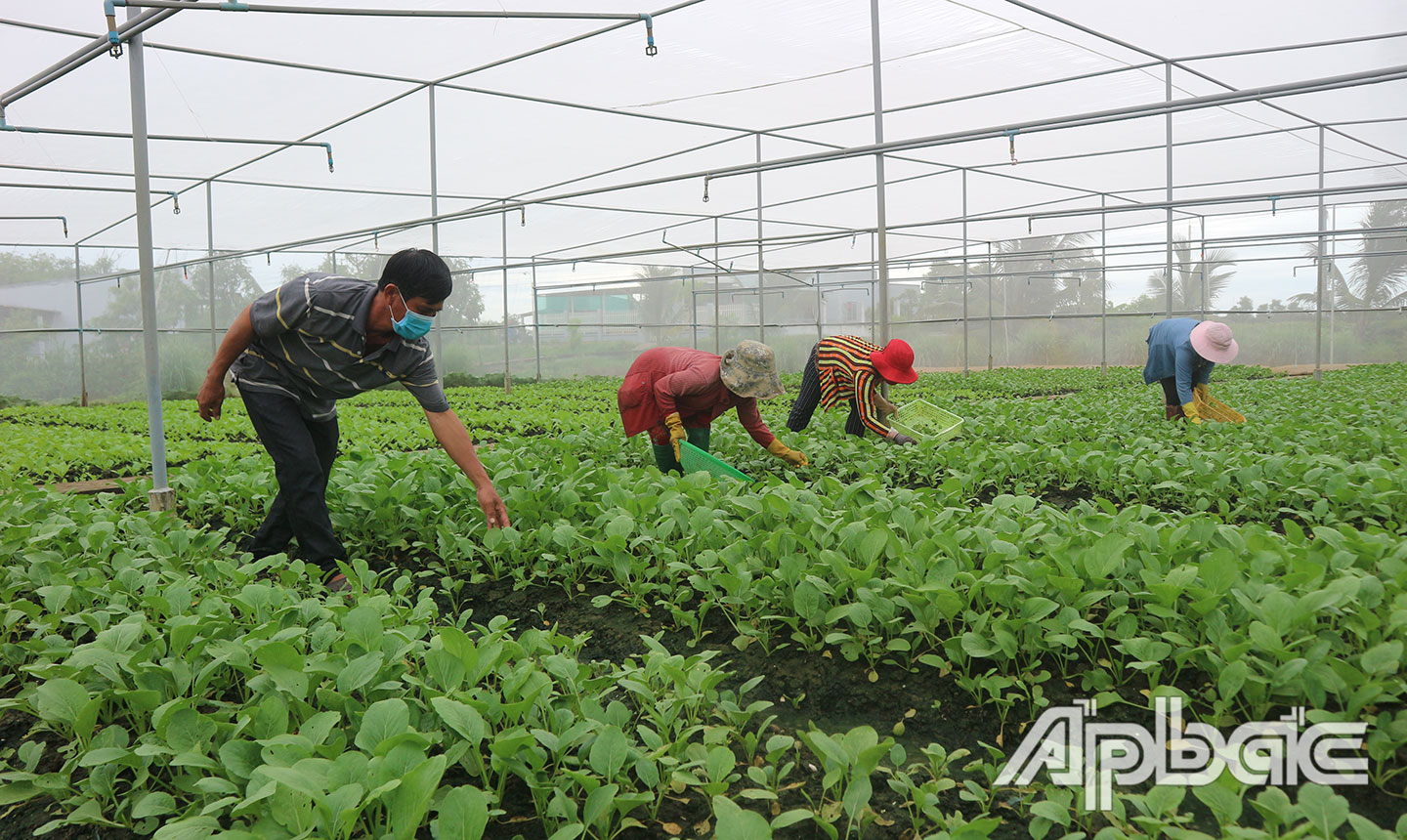 HTX RAT Tân Đông đầu tư trồng rau trong nhà lưới. 