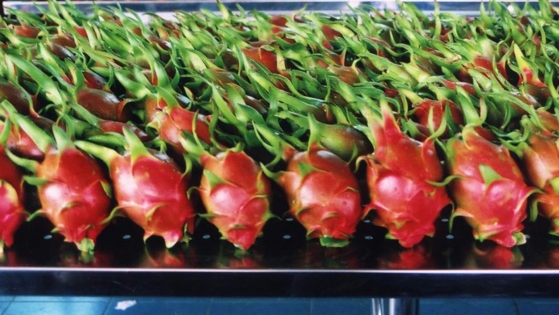  Two tonnes of high quality dragon fruit have just been imported and distributed in Australia. (Illustrative image).