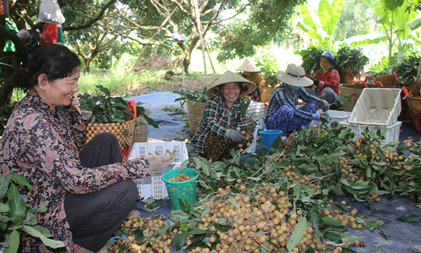 Người dân xã An Nhơn, huyện Châu Thành (Đồng Tháp) thu hoạch nhãn. Ảnh: HỮU NGHĨA