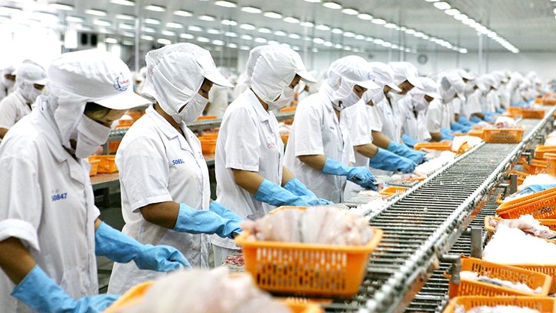 Processing seafood for export (Photo: Quoc Tuan).