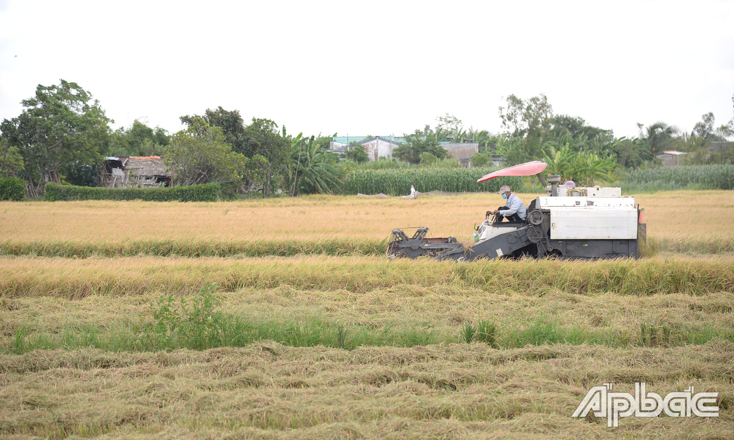 Thu hoạch lúa tại xã Tăng Hòa, huyện Gò Công Đông.