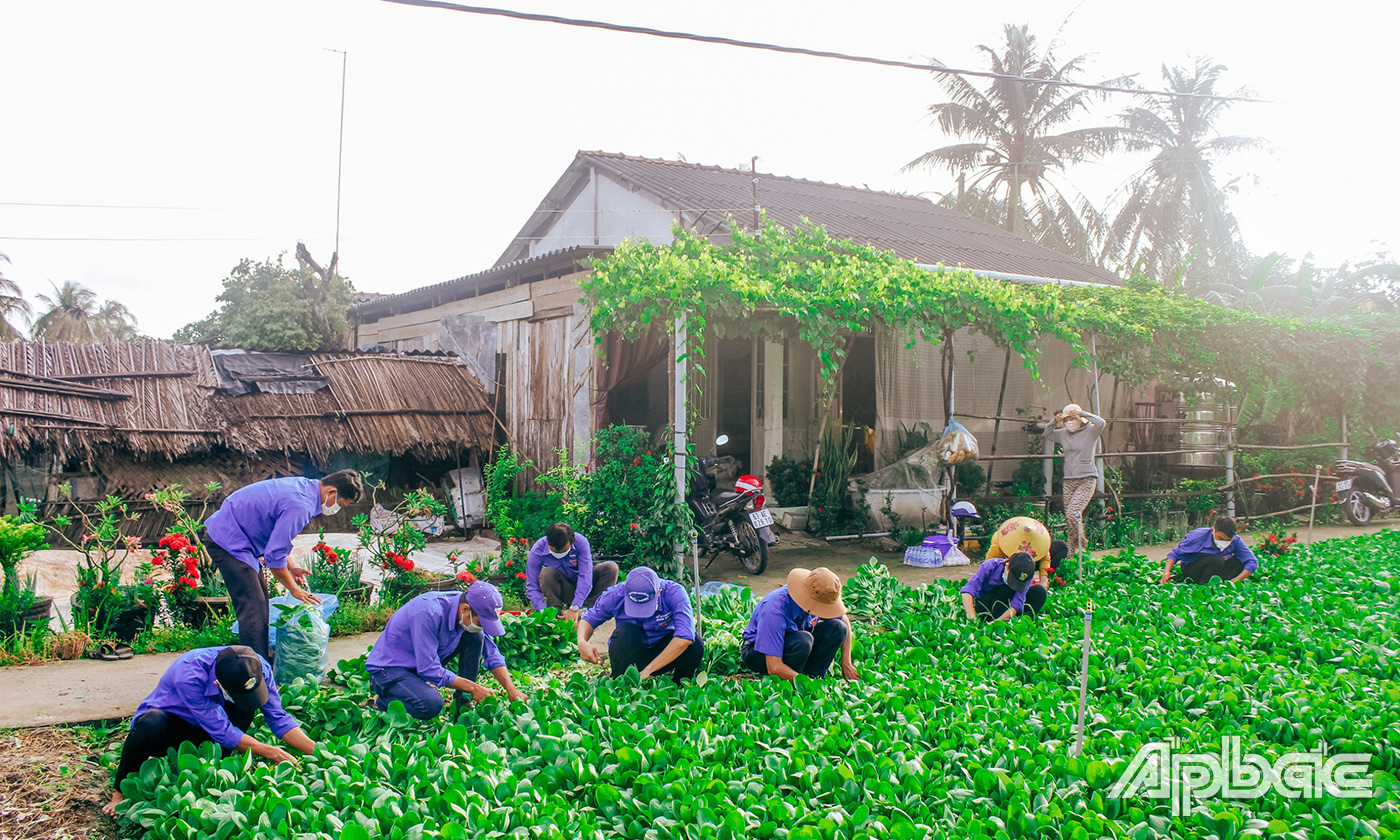 lực lượng đoàn viên thanh niên từ huyện đến cơ sở đã thu hoạch 3 tấn rau củ tặng người dân trong khu phong toả trên địa bàn huyện và vùng dịch TP. Hồ Chí Minh 