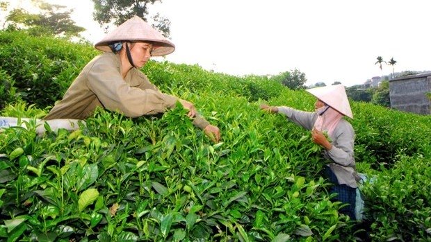 Harvesting tea bud in Dong Hy district, Thai Nguyen province. (Photo: Hong Ky/VNA).