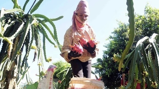  Harvesting dragon fruit in Phong Lai commune, Thuan Chau district of Son La (Photo: VNA).