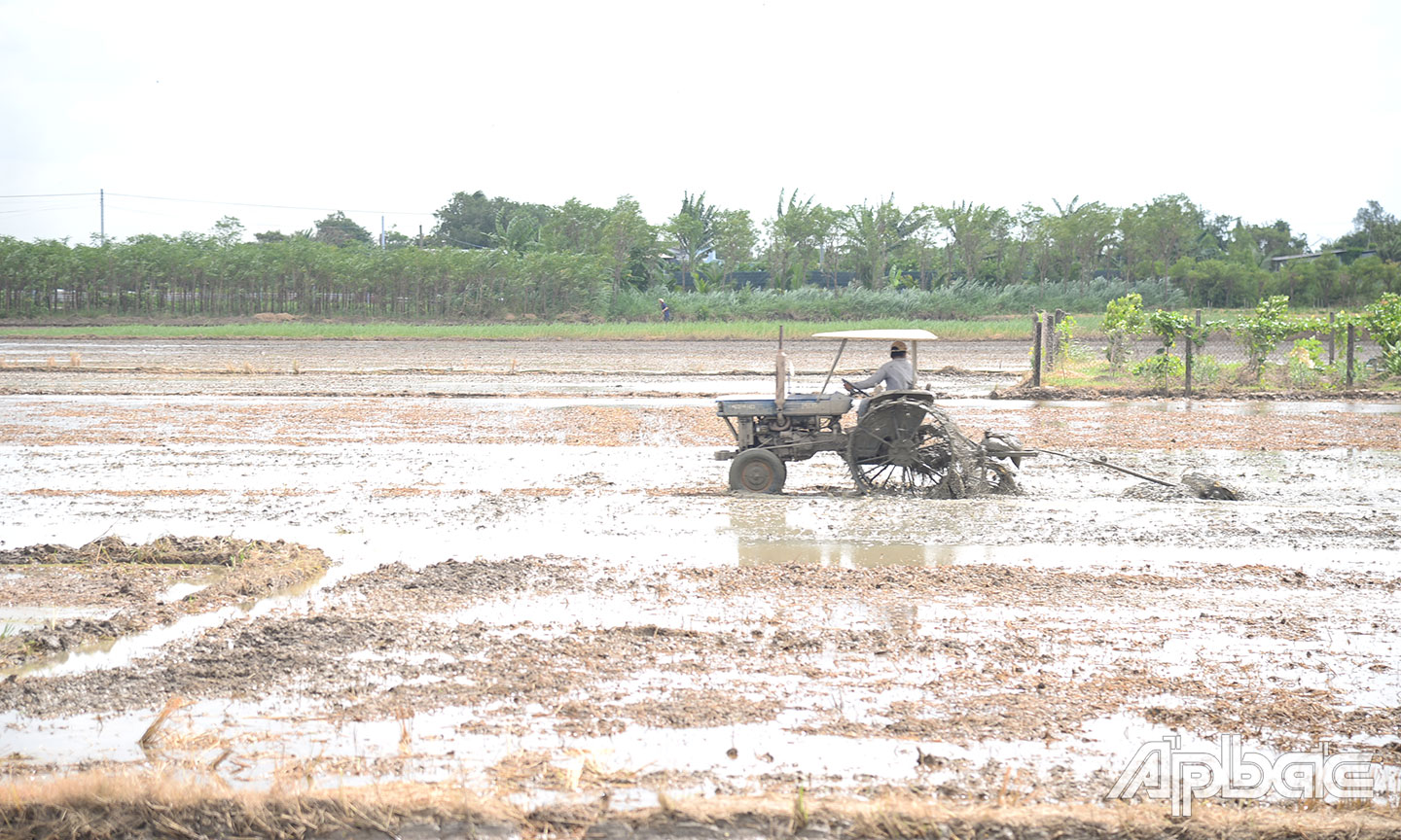 Một số hộ dân ở xã Tăng Hòa không tuân thủ việc cắt vụ lúa thu đông  (làm đất chuẩn bị xuống giống lúa thu đông).