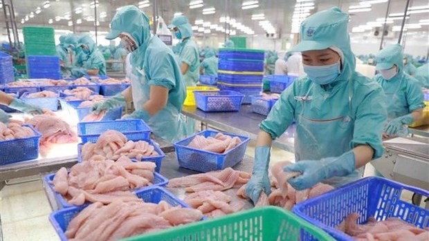 Processing fish fillets for export at Sao Mai Seafood (Photo: VNA).