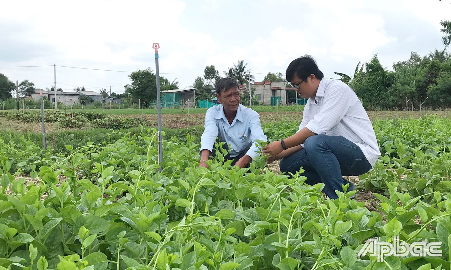 Lãnh đạo HTX Nông nghiệp - Thương mại - Dịch vụ Phú Quới (bên trái) trao đổi kỹ thuật trồng rau an toàn với thành viên (ảnh chụp trước khi dịch bùng phát).