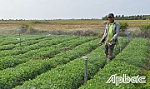 Hàng nông sản cơ bản đảm bảo nhu cầu cuối năm