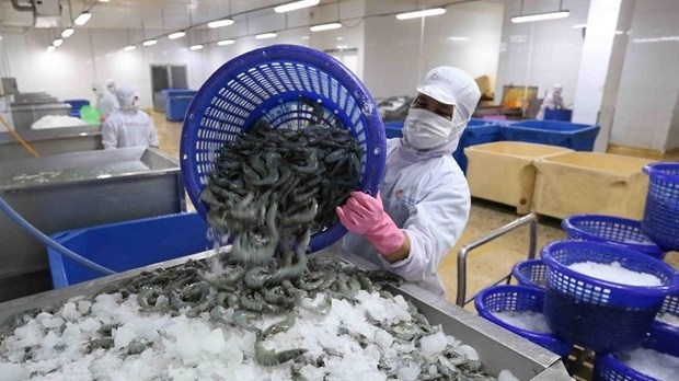 Processing shrimps for export (Photo: VNA).