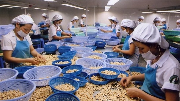 Vietnam’s cashew nut exports saw encouraging growth this year despite COVID-19. (Photo: VNA).