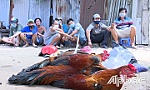 Triệt phá 2 tụ điểm đá gà, 5 đối tượng dương tính với chất ma túy