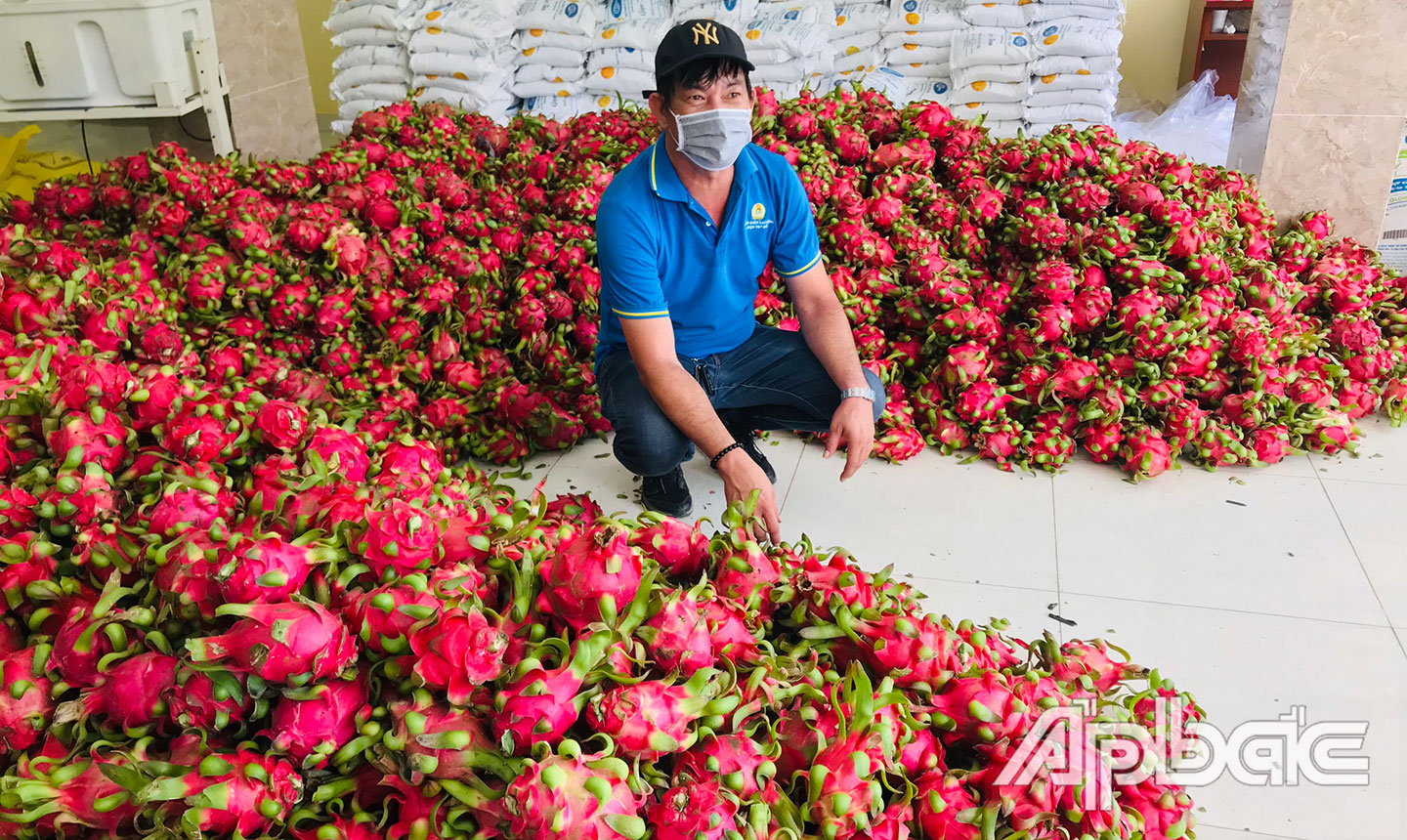 Thu mua thanh long tại Hợp tác xã Hưng Thịnh Phát.