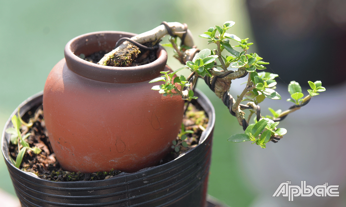 Bonsai được nhiều dân yêu thích.