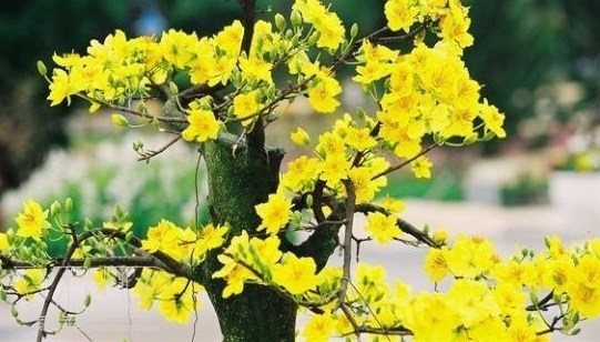 Yellow apricot blossom – a symbol of Tet in Vietnam (Photo: VNA).