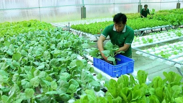 A net house for vegetable cultivation in An Binh ward of Rach Gia city, Kien Giang province (Photo: VNA).