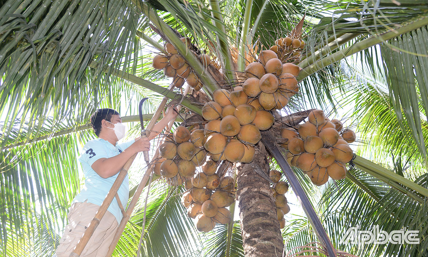 Dừa là 1 trong 2 loại cây trồng chủ lực của huyện Chợ Gạo.		Ảnh: N.V.T